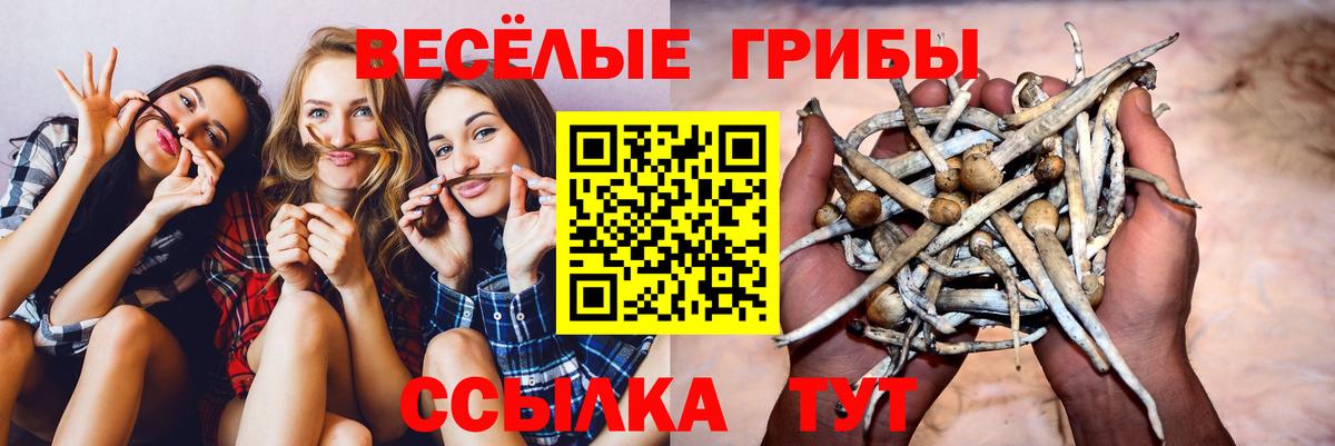 Галлюциногенные грибы прущие грибы Великий Новгород
